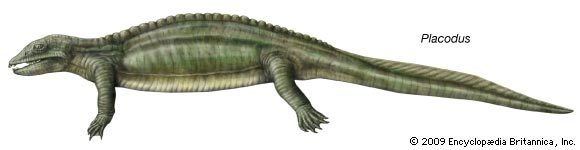 Placodus Placodus fossil reptile Britannicacom
