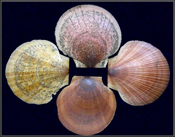 Placopecten magellanicus magellanicus Gmelin 1791 Sea Scallop