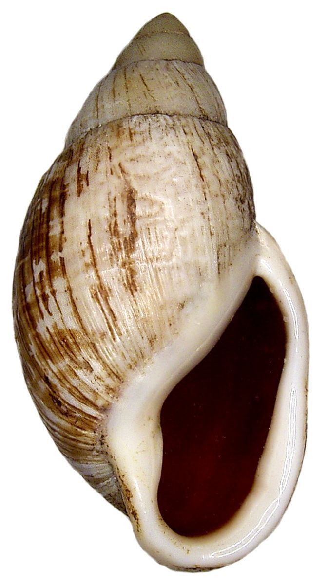 Placostylus porphyrostomus