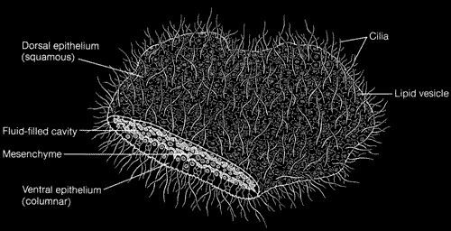 Placozoa 1000 images about Placozoa on Pinterest Flats and Blog