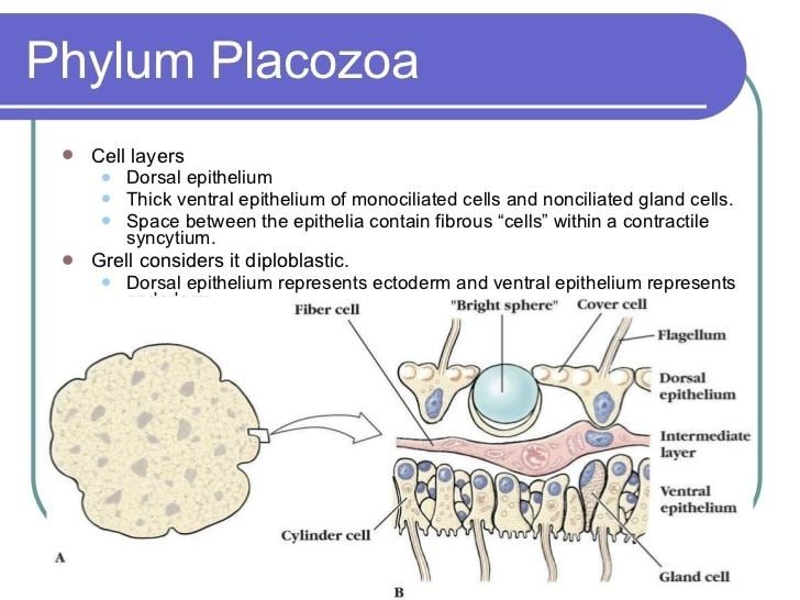 Placozoa Sponges And Placozoa2