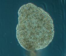 Placozoa httpsuploadwikimediaorgwikipediacommonsthu