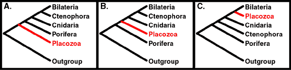 Placozoa Introduction to Placozoa