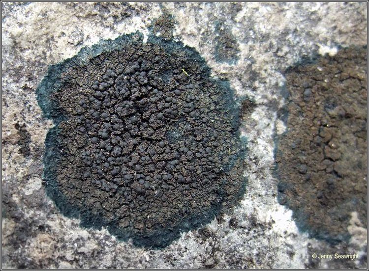Placynthium Irish lichens Placynthium nigrum