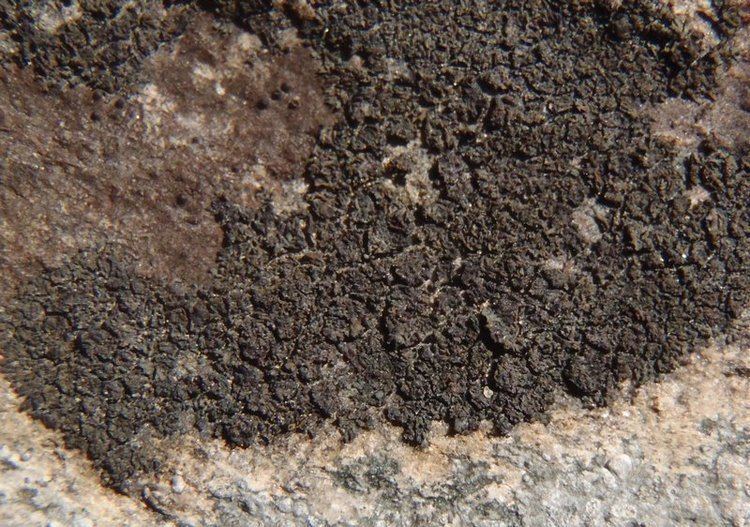 Placynthium Ways of Enlichenment Lichens of North America
