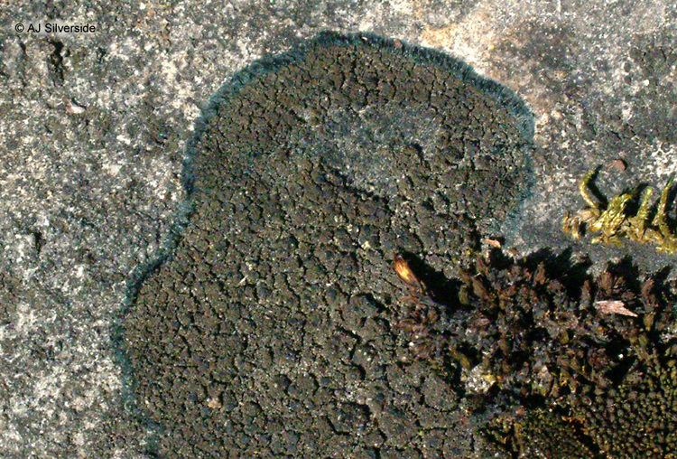 Placynthium Placynthium nigrum images of British lichens