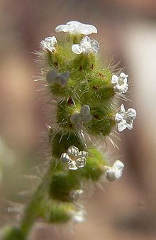 Plagiobothrys arizonicus httpsuploadwikimediaorgwikipediacommonsthu