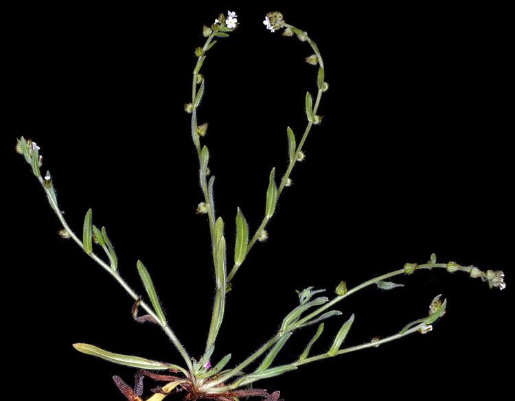 Plagiobothrys fulvus wwwbotanyhawaiiedufacultycarrofpimages2pla