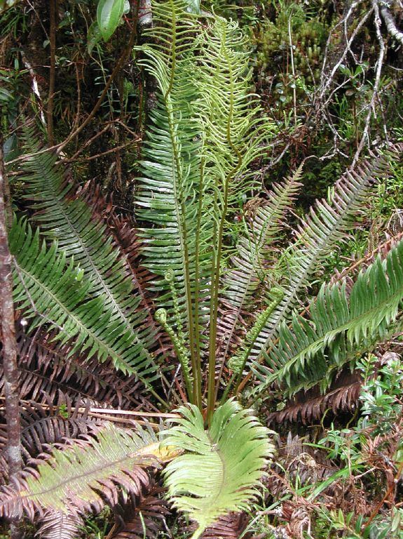 Plagiogyria Plagiogyria semicordata Plagiogyriaceae image 2789 at