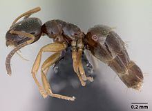 Plagiolepis pygmaea httpsuploadwikimediaorgwikipediacommonsthu