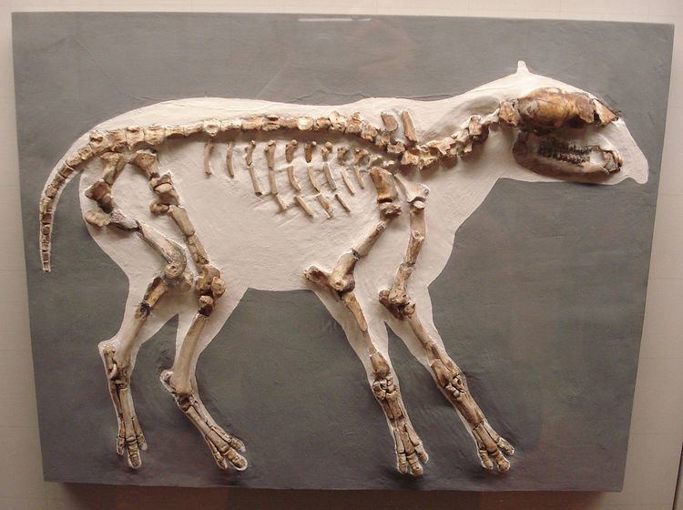 Plagiolophus (animal) httpsuploadwikimediaorgwikipediacommonsthu
