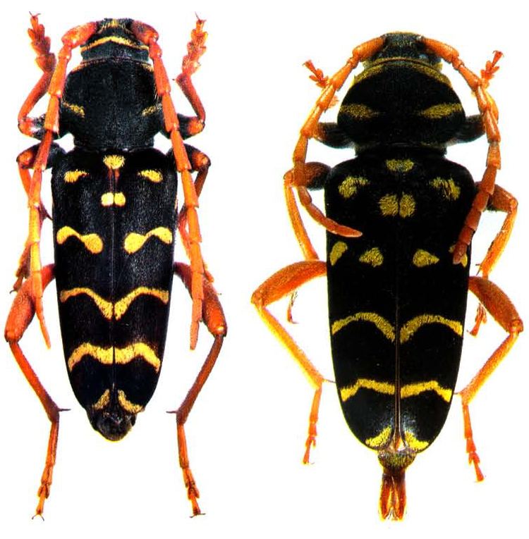 Plagionotus Plagionotus arcuatus Linn 1758 Cerambycidae