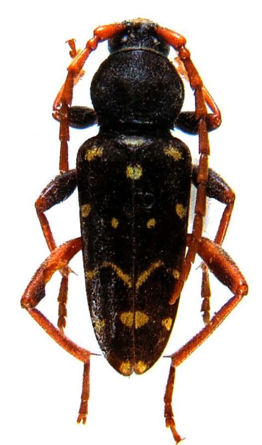 Plagionotus Genus Plagionotus Mulsant 1842 Cerambycidae