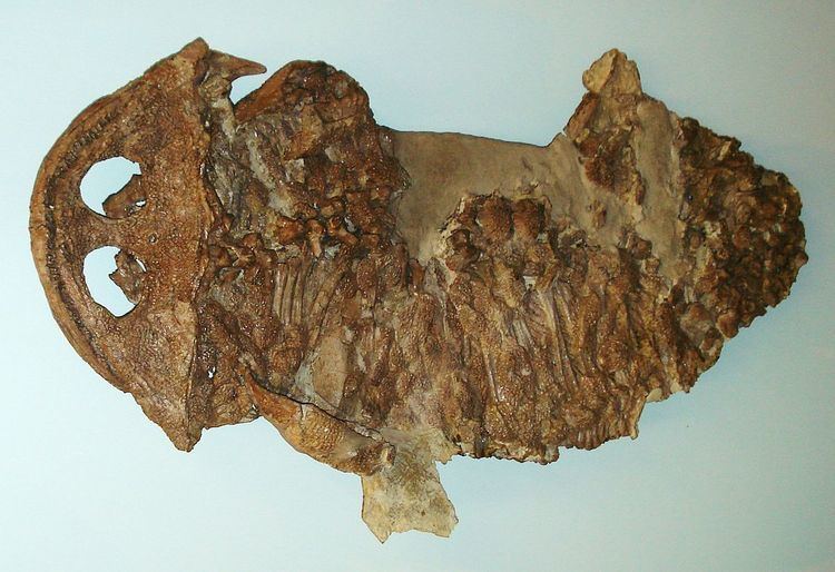Plagiosauridae
