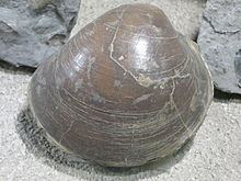 Plagiostoma (bivalve) httpsuploadwikimediaorgwikipediacommonsthu