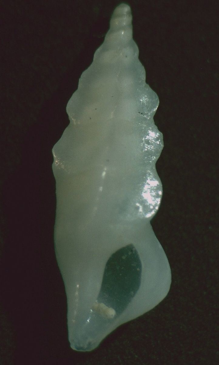 Plagiostropha opalus