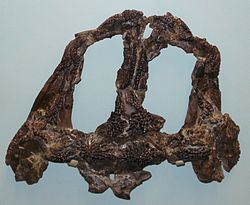 Plagiosuchus httpsuploadwikimediaorgwikipediacommonsthu