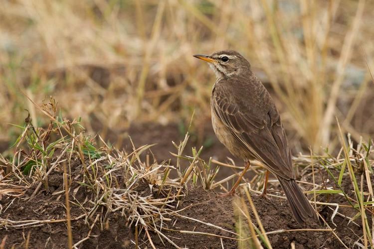Plain-backed pipit Plainbacked Pipit Anthus leucophrys videos photos and sound