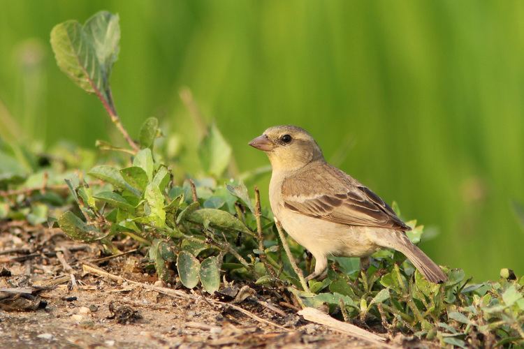 Plain-backed sparrow Plainbacked Sparrow ayuwat