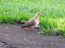 Plain-breasted ground dove httpsuploadwikimediaorgwikipediacommonsthu