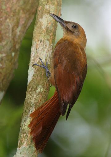 Plain-brown woodcreeper photographs by Mark Chappell