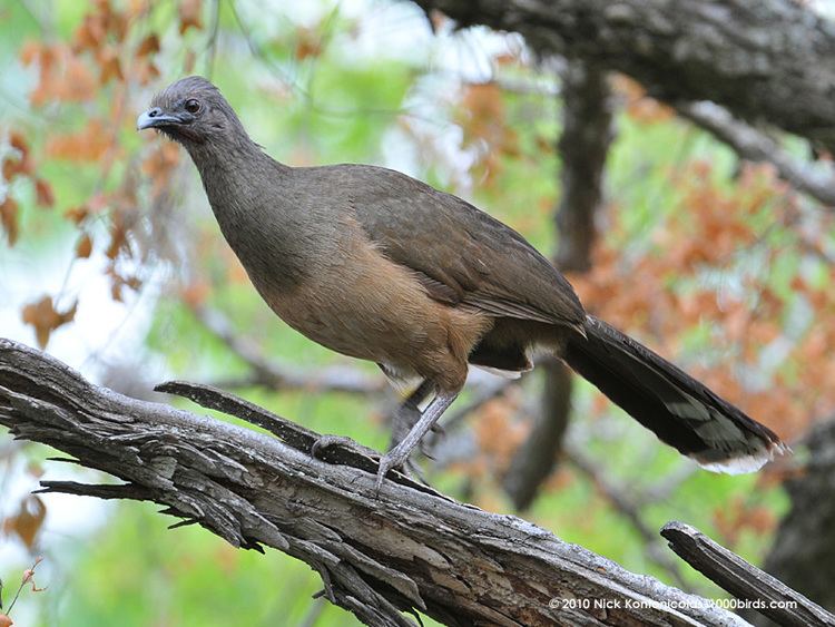 Plain chachalaca chachalaca