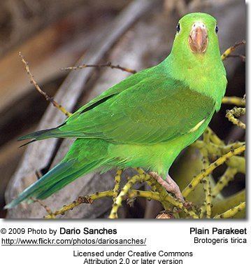 Plain parakeet Plain Parakeets