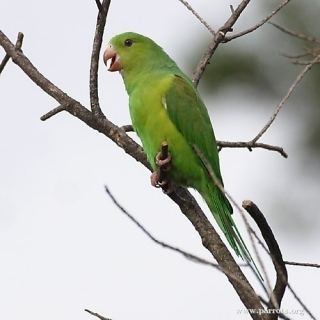 Plain parakeet httpswwwparrotsorgimagesencyclopedia1374w