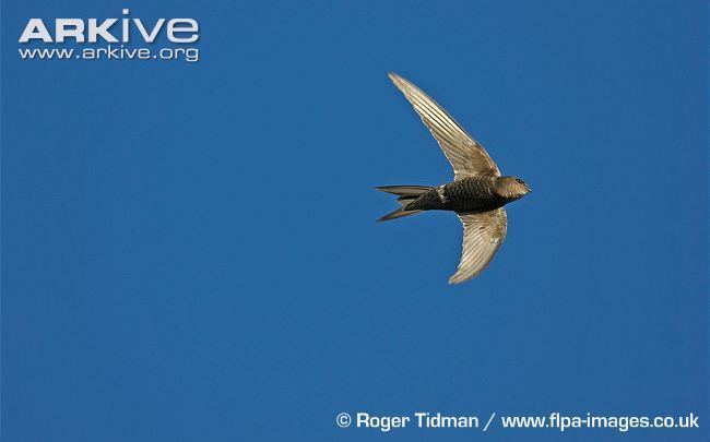 Plain swift Plain swift videos photos and facts Apus unicolor ARKive