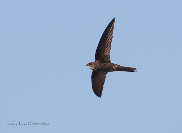 Plain swift Plain Swift Apus unicolor Photo Image