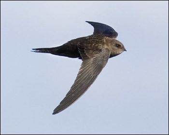 Plain swift Plain Swift Madeira