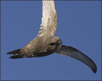 Plain swift Plain Swift Madeira