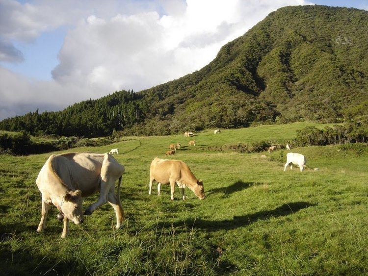Plaine des Cafres Des vaches la Plaine des Cafres Ile de La Runion