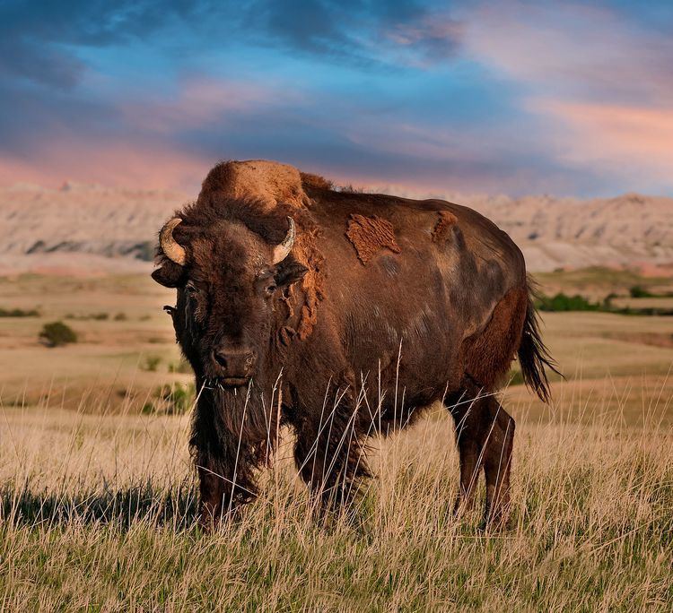 Plains bison PLAINS BISON