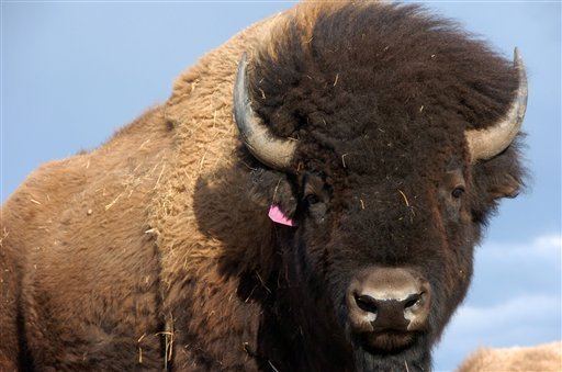 Plains bison National mammal39 contender The Plains bison OregonLivecom
