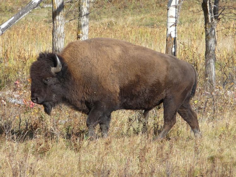 Plains bison Plains bison Theresa Kishkan writer