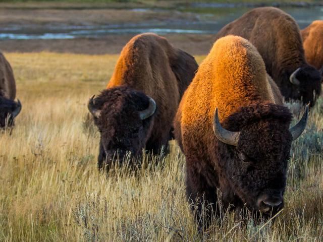 Plains bison httpsc402277sslcf1rackcdncomphotos10646i