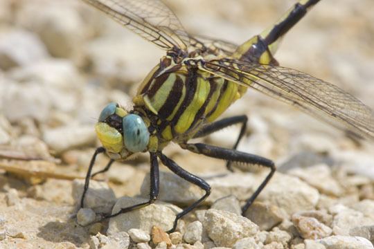 Plains clubtail photographs by Mark Chappell