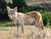 Plains coyote httpsuploadwikimediaorgwikipediacommonsthu