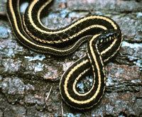 Plains Garter Snake Eastern Plains Garter Snake Fact Page What39s That Snake OPLIN