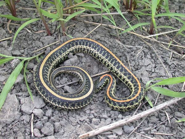 Plains Garter Snake srelherpugaedujdjdwebHerpsspeciesUSsnakest