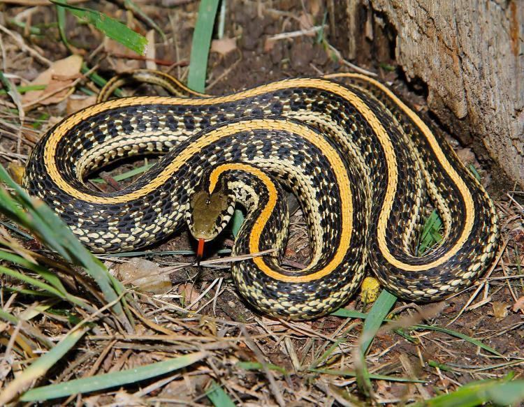 Plains Garter Snake Plains Gartersnake Plains Garter Snake MDC Discover Nature
