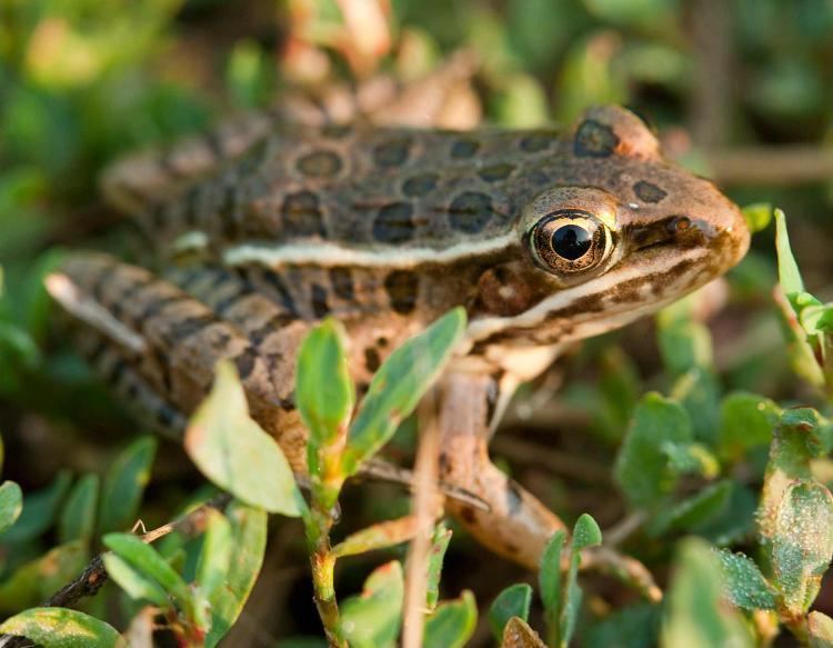 Plains leopard frog Plains Leopard Frog MDC Discover Nature