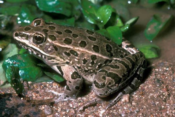 Plains leopard frog Plains Leopard Frog Tucson Herpetological Society