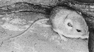 Plains pocket mouse Plains Pocket Mouse Perognathus flavescens