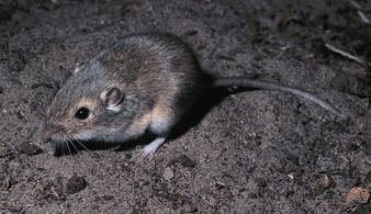 Plains pocket mouse Pocket Mice And Kangaroo Rats Family Heteromyidae