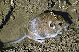 Plains pocket mouse Species Sheet Mammals39Planet