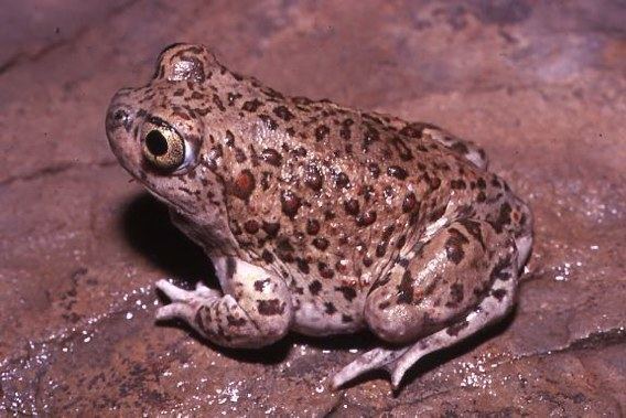 Plains spadefoot toad Spea bombifrons Plains Spadefoot Toad