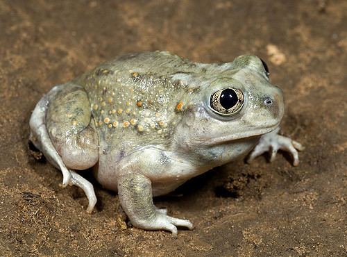 Plains spadefoot toad Plains Spadefoot Toad Plains Spadefoot Toad Spea bombifron Flickr