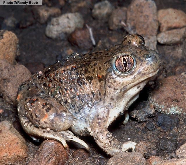 Plains spadefoot toad Plains Spadefoot Spea bombifrons Amphibians of Arizona